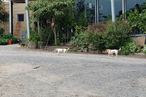 Day Tour Of Yarra Valley Puffing Billy And Rayners Orchard - Phillip Island Accommodation 21