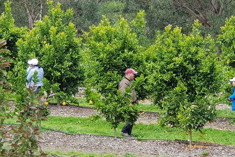 Day Tour Of Yarra Valley Puffing Billy And Rayners Orchard - Phillip Island Accommodation 34