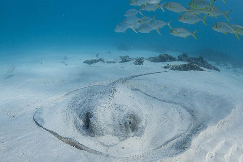 Coral Bay 3-Hour Turtle Ecotour - Phillip Island Accommodation 2