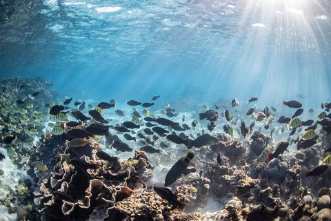 Coral Bay 3-Hour Turtle Ecotour - Phillip Island Accommodation 5