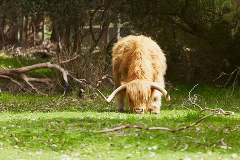 Organic Vineyard/Farm Tour - Phillip Island Accommodation 2