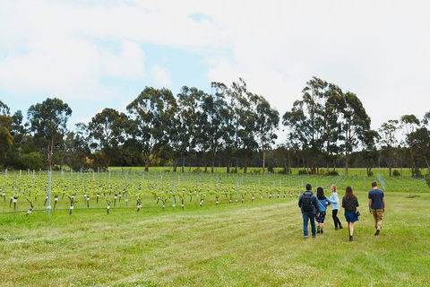 Organic Vineyard/Farm Tour - Phillip Island Accommodation 7