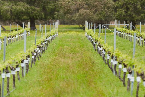 Organic Vineyard/Farm Tour - Phillip Island Accommodation 4