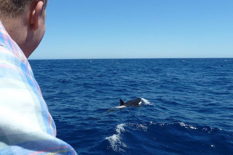 Full-Day Killer Whale Expedition From Albany - Phillip Island Accommodation 1