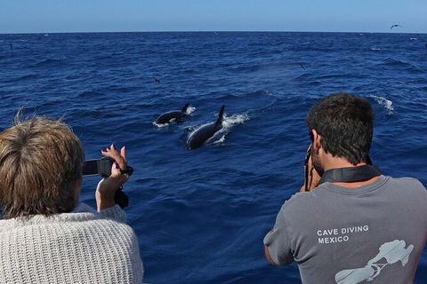 Full-Day Killer Whale Expedition From Albany - Phillip Island Accommodation 2