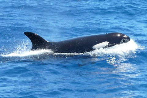 Full-Day Killer Whale Expedition From Albany - Phillip Island Accommodation 0