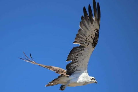 Romance Aircraft Flight + Scenic Tour + 3 Course Lunch + Beer Tasting + Hamper - Phillip Island Accommodation 4