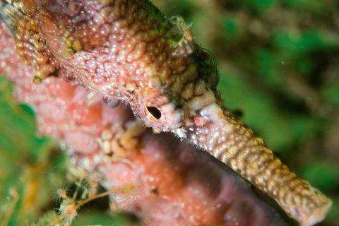 Scuba Dive The Beautiful Rottnest Island - Phillip Island Accommodation 1