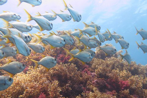 Scuba Dive The Beautiful Rottnest Island - Phillip Island Accommodation 6