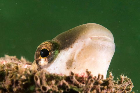 Scuba Dive The Beautiful Rottnest Island - Phillip Island Accommodation 2