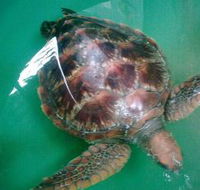 Australian Seabird Rescue - Phillip Island Accommodation