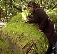 Washpool National Park - Washpool Walk - Phillip Island Accommodation