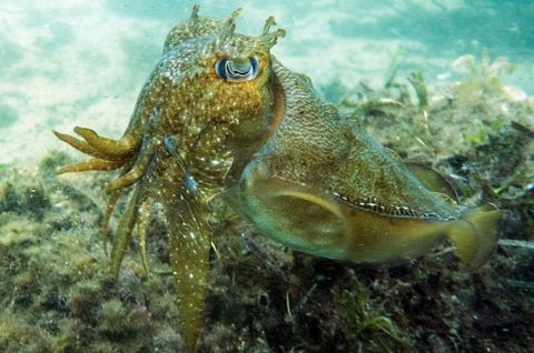 Busselton Jetty & Underwater Observatory Tour - Phillip Island Accommodation 4