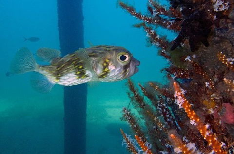 Busselton Jetty & Underwater Observatory Tour - Phillip Island Accommodation 6