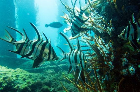 Busselton Jetty & Underwater Observatory Tour - Phillip Island Accommodation 8