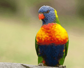 Booderee National Park - Phillip Island Accommodation 1