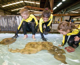 Australian Shark And Ray Centre - Phillip Island Accommodation 0