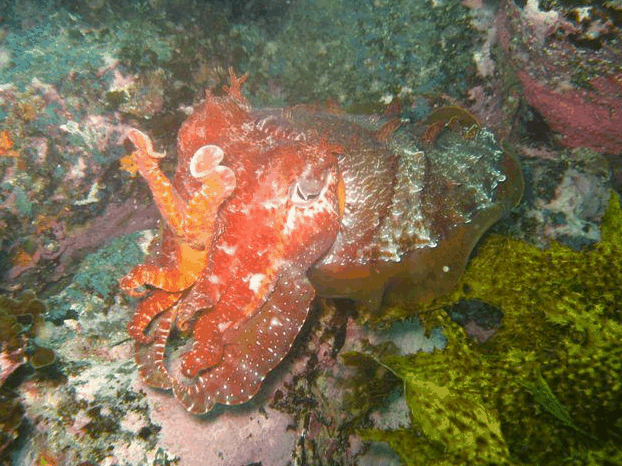 Jervis Bay Dive Charters - Phillip Island Accommodation