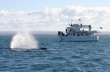 Dolphin Watch Cruises - Phillip Island Accommodation