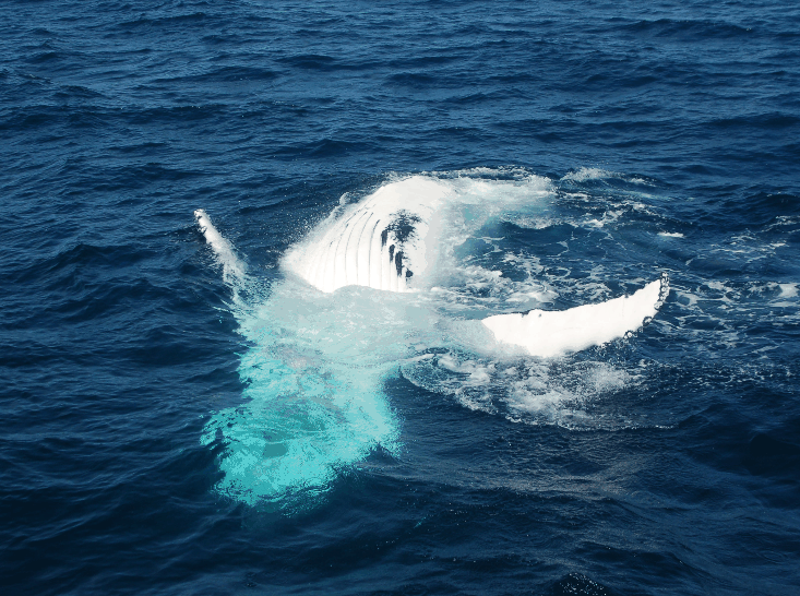 Dolphin Wild Cruises - Phillip Island Accommodation