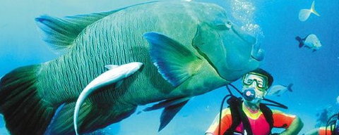 Aristocat Snorkel And Scuba Port Douglas - Phillip Island Accommodation 0