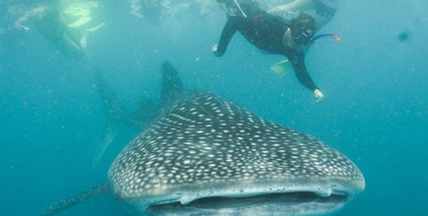 Aristocat Snorkel And Scuba Port Douglas - Phillip Island Accommodation 1