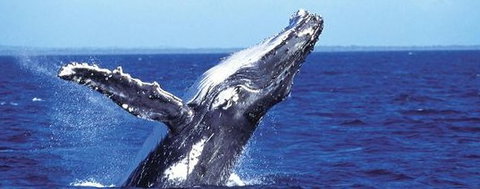 Aristocat Snorkel And Scuba Port Douglas - Phillip Island Accommodation 2