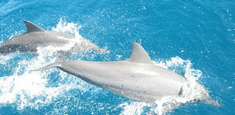 Tallship Adventures - Phillip Island Accommodation 3