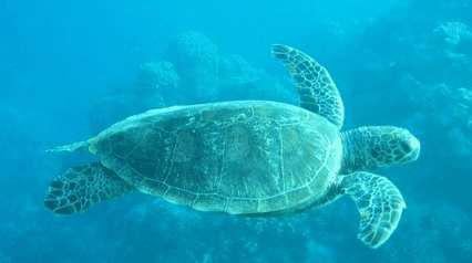 Tallship Adventures - Phillip Island Accommodation 4