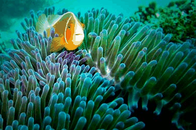 Whitehaven Xpress Whitehaven Beach Tours - Phillip Island Accommodation 3