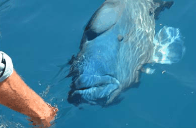 Whitehaven Xpress Whitehaven Beach Tours - Phillip Island Accommodation 4