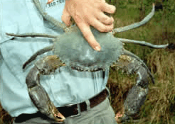 Whitsunday Crocodile Safari - Phillip Island Accommodation 0