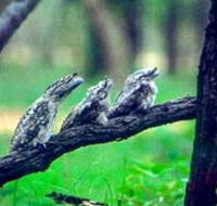 Undara Experience - Phillip Island Accommodation
