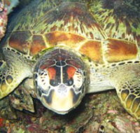 Adrenalin Snorkel and Dive - Phillip Island Accommodation