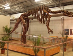 Australia's Dinosaur Trail - Phillip Island Accommodation 0