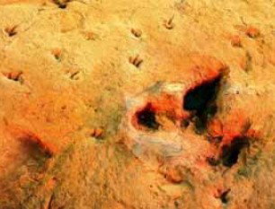 Australia's Dinosaur Trail - Phillip Island Accommodation 2