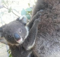 West Oz Wildlife Petting Zoos - Phillip Island Accommodation