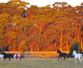 Horse Riding At Oaks Ranch And Country Club - Phillip Island Accommodation 1