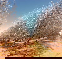 Mallee Almond Blossom Festival - Phillip Island Accommodation