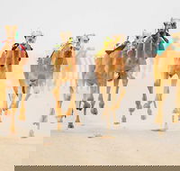 The Quirindi Camel Cup - Phillip Island Accommodation