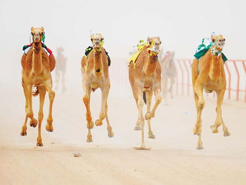 The Quirindi Camel Cup - Phillip Island Accommodation 0