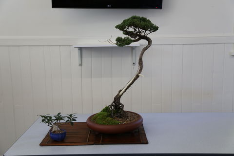 Wauchope Bonsai Workshop Group - Phillip Island Accommodation 0