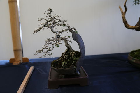 Wauchope Bonsai Workshop Group - Phillip Island Accommodation 1
