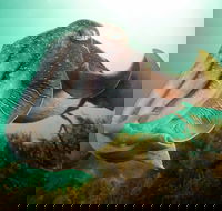 Whyalla Maritime Museum - Cuttlefish Capers - Phillip Island Accommodation