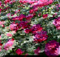 2020 Woolmers Estate Festival of Roses - Phillip Island Accommodation