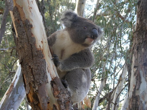 Annual Koala Count - Phillip Island Accommodation 0