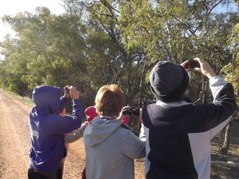 Annual Koala Count - Phillip Island Accommodation 1