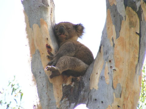 Annual Koala Count - Phillip Island Accommodation 2