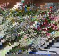 Sapphire Coast Orchid Club Spring Orchid Show - Phillip Island Accommodation