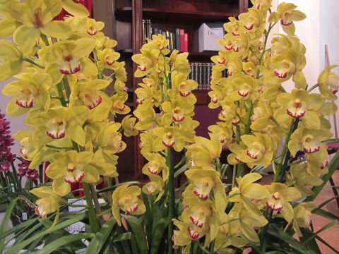 Sapphire Coast Orchid Club Winter Orchid Show - Phillip Island Accommodation 0